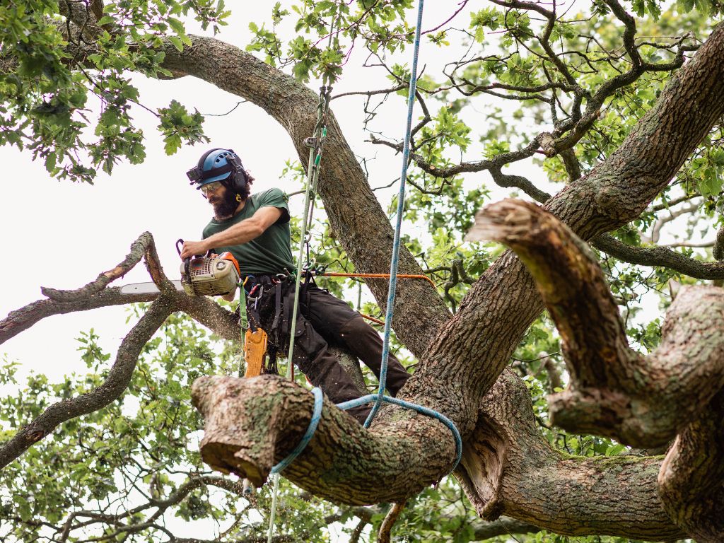 tree-removal-service-fort-wayne Tree Removal in Fort Wayne
